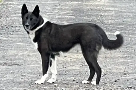 Пропала собака в Московской области.