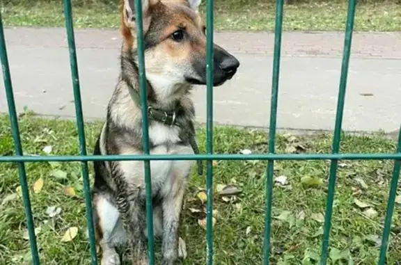 Найдена собака на сухомке, Дежнёва 5 к1, Москва