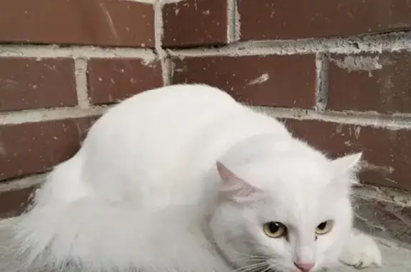 Найдена белая кошка на Воронцовском бульваре, дается в руки