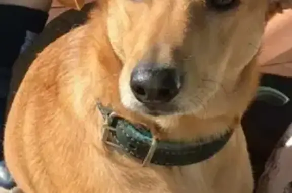 Найдена ласковая собака-метис в Московской области.