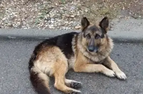 Найдена собака на улице Артёма, 30 в Кисловодске