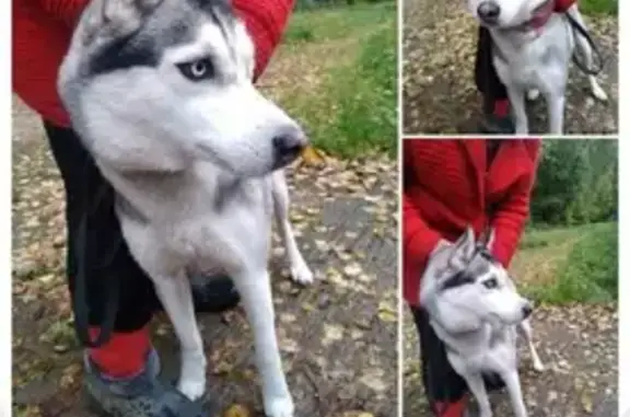 Собака-хаски найдена в лесу СНТ Лужок на Полушкинской поляне.