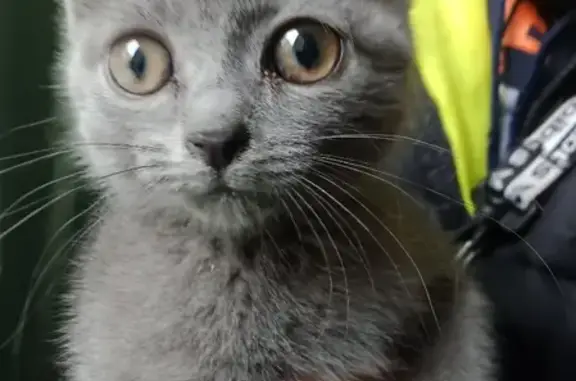 Новосибирск: найдена чистая и упитанная кошка на улице Титова
