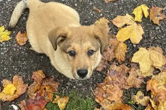 Найдена рыжая собака на Дороге Жизни, Романовка