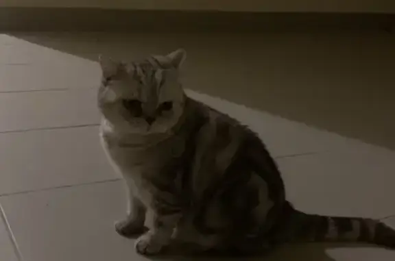 Найдена кошка на аллее Знаний, 5, Калининград