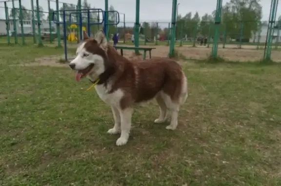 Пропала собака Джейсика на ул. Чкалова, 5, Пыра