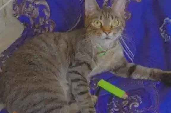 Потерянные животные Смоленск, фото: Пропала кошка Мия на Автозаводской, Смоленск