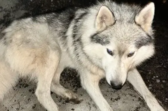 Найден хромой пес в Мамонтовке, передержка на спортивной улице