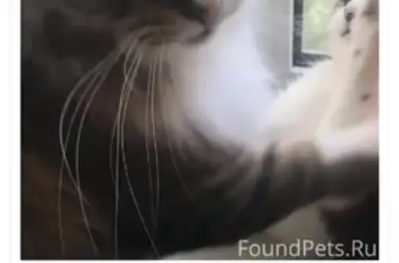 Кошки потеряшки, Санкт-Петербург, фото: Потеряшка кошка на ул. Пограничника Гарькавого, СПб.