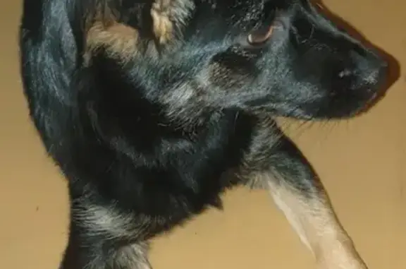 Найдена собака в Коньково, ул. Академика Капицы, похожа на маленькую овчарку.