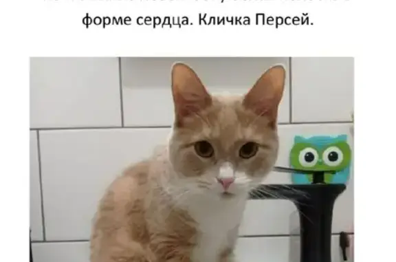 Пропала кошка Метис на Краснопутиловской, 21