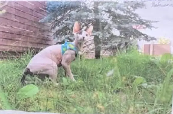 Кошки потеряшки, Санкт-Петербург, фото: Потеряшка кошка на Мартыновской, СПб, ул. 10.