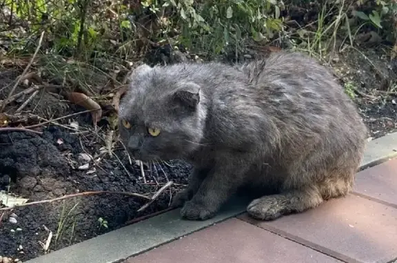 Найден дымчатый кот на ул. Ленина, 66