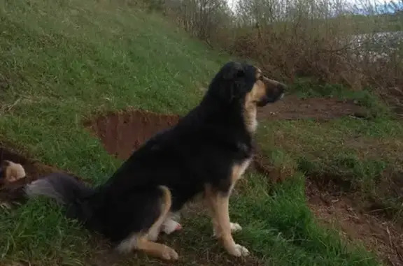 Пропала собака Алтай в Заволжском поселении, Тверская область