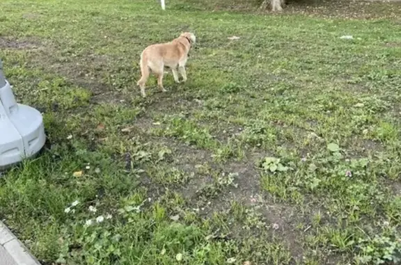Найдена собака на улице Родионова, 7А, Химки