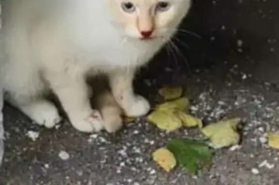 Найденные животные Москва, фото: Найдена кошка на 1-м Хуторском переулке, Москва