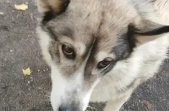 Найдена собака на ул. Губенко 2 в Смоленске