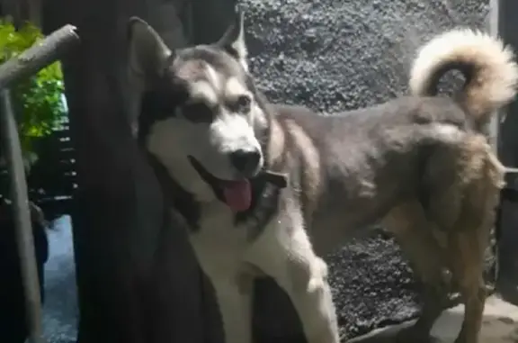 Найдена собака на улице Щетинкина, 63 в Абакане