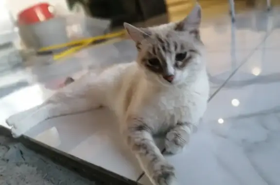 Пропала кошка на ул. Медовая, пос. Ленина, 14