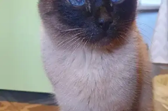 Кошки потеряшки, Москва, фото: Потеряшка кот Семён на станции Бирюлёво Пассажирская, Москва