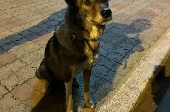 Найдена добрая собака на ул. Ленина, Ангарск