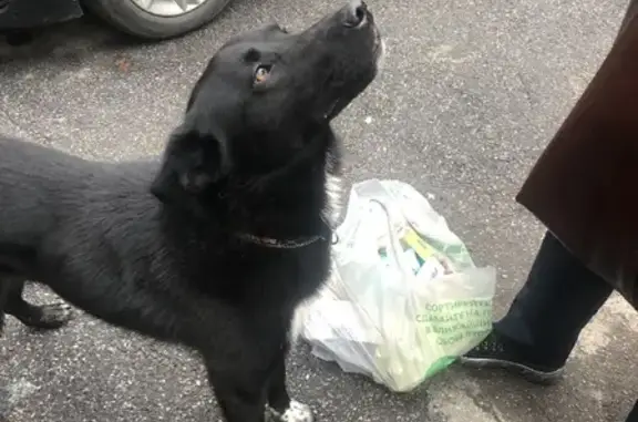 Найдена собака на ул. Бабушкина, 89 к1 литЦ