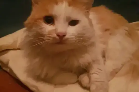 Потерян рыже-белый кот на Ленинского Комсомола 40, Чебоксары