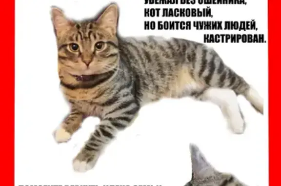 Пропала кошка на Первомайской, 3А в Электростали