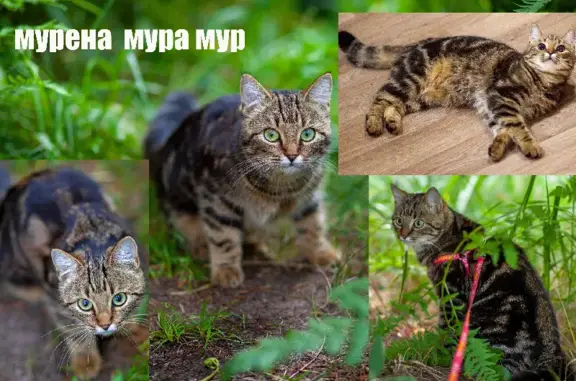 Кошки потеряшки, Санкт-Петербург, фото: Потеряшка кошка на пр. Маршала Жукова, 72 к4, СПб