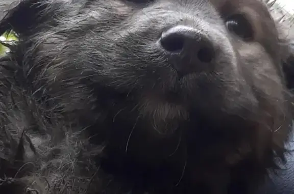 Найдена собака на Ульяновской, Новосибирск