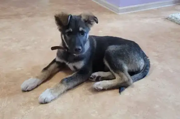 Найден щенок на ул. Лесников, 23 в Красноярске