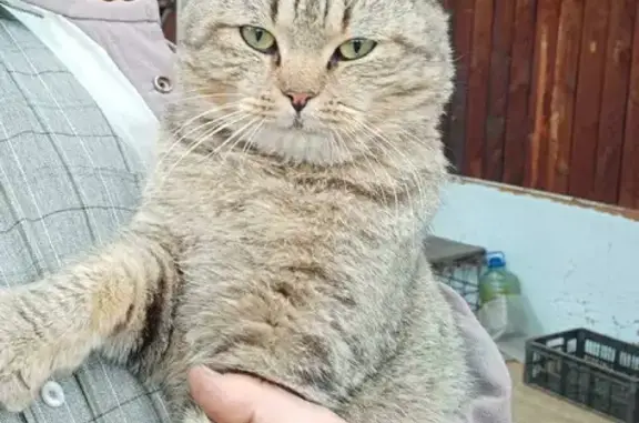 Найден домашний котик в СНТ Пеленг