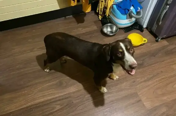 Объявления о пропавших и найденных животных, Марьино, фото: Найдена собака на Пятницком шоссе, Марьино - вернём хозяевам.