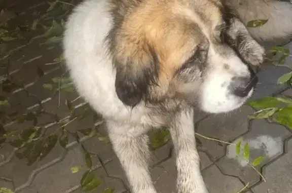 Собака Сенбернар найдена на ул. А. Матросова, 43
