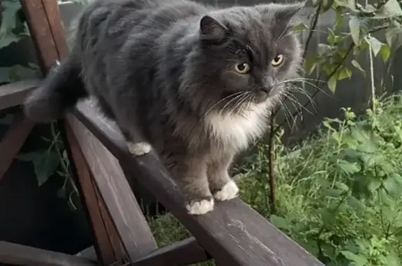 Пропала кошка Марсель в Ленинградской области.