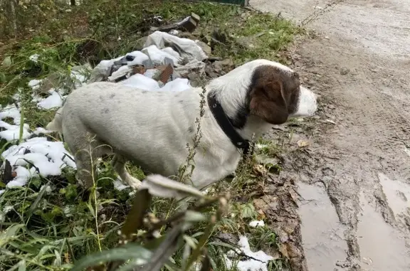 Пропала собака, найдена в Кисловке.