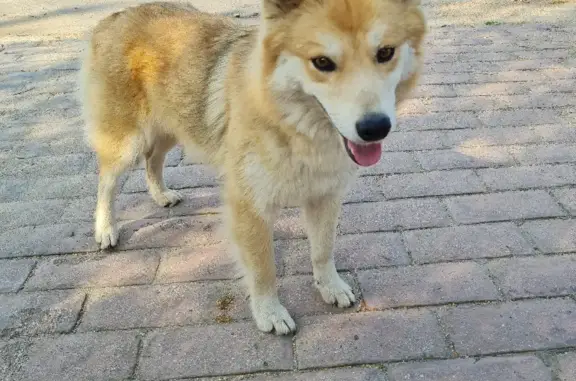 Найдена беременная собака на Больничной улице