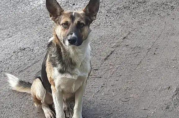 Собака Мальчик найдена на ул. пос. Элеватор, Рязань.