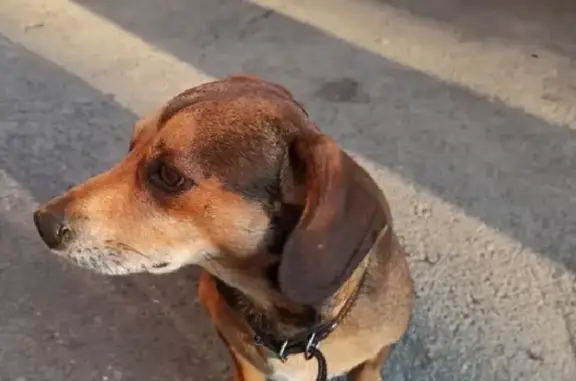 Найдена собака на Кузнечной улице, Таганрог.