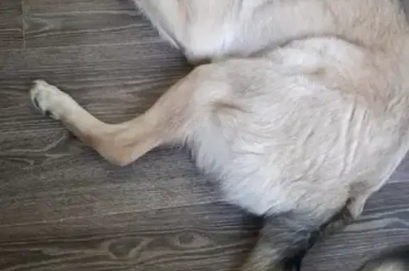 Собаки потеряшки, Нижний Новгород, фото: Потеряшка собака Пуся на улице Станиславского, 14