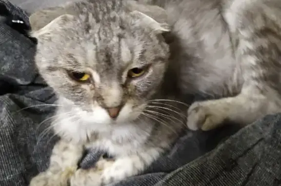 Найден породистый шотландский кот в ужасном состоянии в с. Никитино
