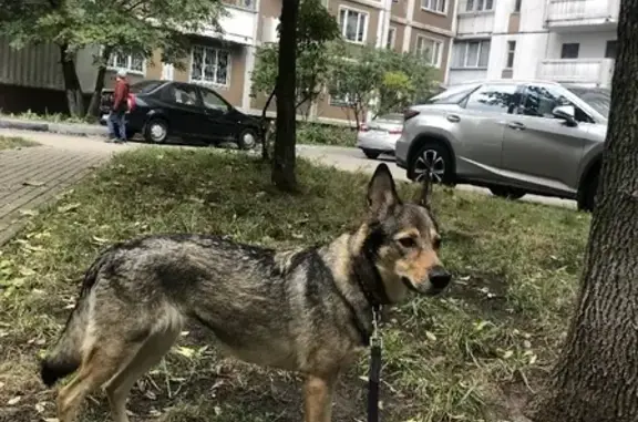 Найдена собака ВОЛЬТА на Пронской улице, Москва