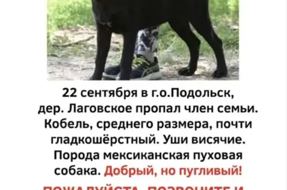 Пропала собака в д. Лаговское, Подольск, Московская область