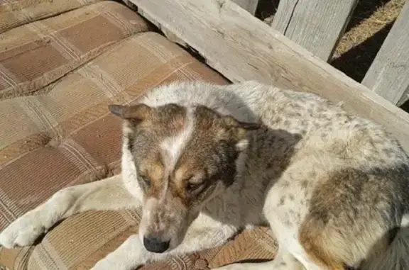 Пропала собака на Колхозной улице, Кош-Агач