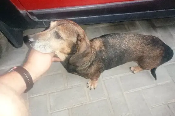 Собака найдена на Нагорной улице, Ростов-на-Дону