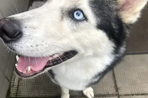 Собака найдена на Хлебозаводской, 34 в Ивантеевке