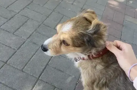 Найдена собака на Красноармейской, 11 в Анапе