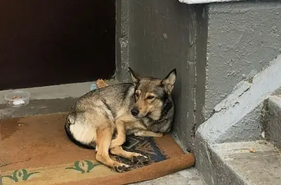 Найдена собака Вольта на Пронской ул. д. 9кор.1