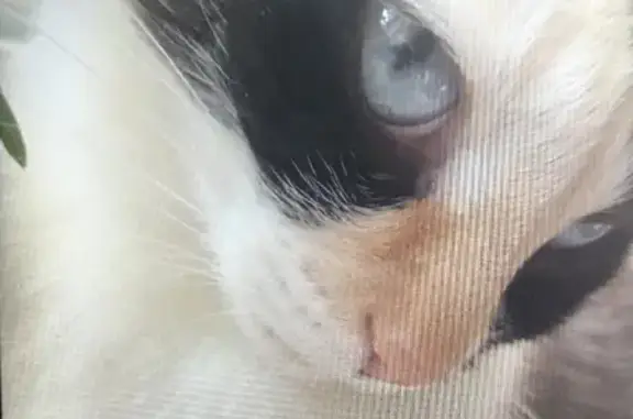 Кошки потеряшки, Ижевск, фото: Потеряшка кошка возле Спортивной 12 в Ижевске