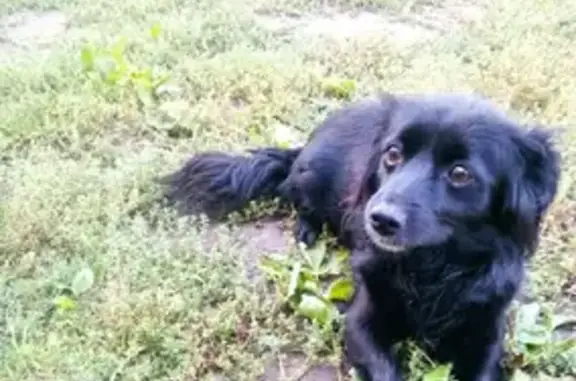 Найдена черная собачка на ул. Пушкина, 132 в Орле